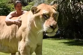 狮子、老虎不是同种动物，为什么却能生出狮虎兽？人和黑猩猩呢？图片