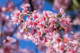 贵安樱花预计3月底盛开图片