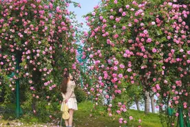千米龙沙宝石何处寻 漫花庄园新都区图片