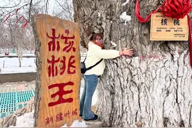 入选吉尼斯之最，新疆千年“核桃树精”活了200年后唐僧才出生图片