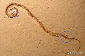 世界上最大的蛇有多大？哪些蟒蛇可以吞人？图片