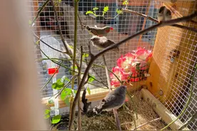 珍珠鸟介绍，养殖技巧，以及区分公母，更生态养殖。一年生五窝图片