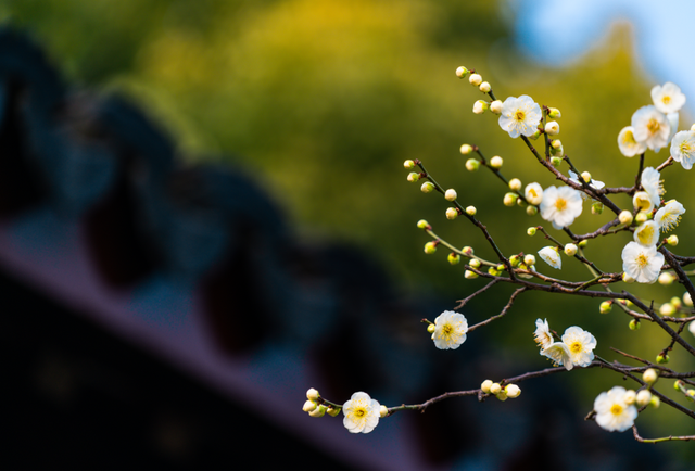 “理氣而不傷陰”，此花可入藥