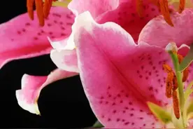 分享图片一颜色各异的百合花图片