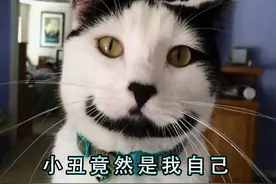 为什么养奶牛猫的人越来越少？网友：我怕了图片