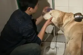 09年，四川男子捡到流浪黄狗，吓得妻女回娘家，结果黄狗身份不凡图片