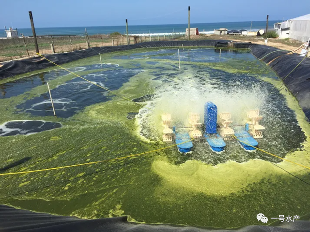 专家透露：虾的饲料和遗传学，将成为养虾成本的关键