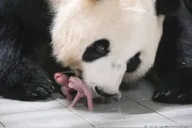 华妮再添宝儿！旅外大熊猫频出圈图片
