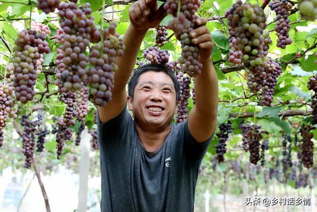 学会自配生根、长叶、坐果肥，还愁蔬菜长不好吗，省钱又实惠