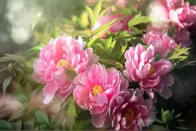 昆明3月昆明能赏哪些花？3月昆明最佳赏花地点推荐图片