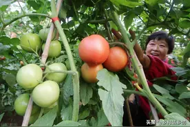 瓜果、茄果蔬菜追施什么肥料好？这几种是首选，果多果甜长势还好图片