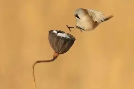 生活中的各种奇葩证明文件，不是刁难吗？图片