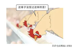 母鸡下蛋后为什么会咯咯叫，是因为屁股疼吗？图片