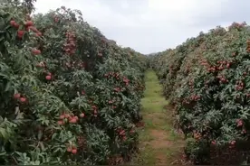 南山荔枝上市最早6月5日图片