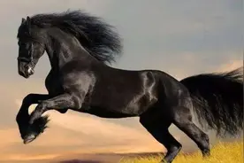 皇帝的坐骑，不一样的骏马图片