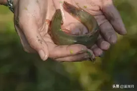 捉泥鳅，过去绍兴农村孩子的基本功图片