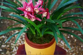 兰花中的“红贵妃”，花色艳丽，又美又仙，堪称盆栽典范图片