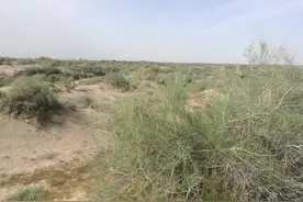 伊犁可克达拉的图开沙漠图片