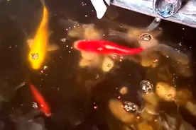 东北一女子没开电锅炉，回家一看鱼缸直接结冰，为什么鱼没冻死？图片