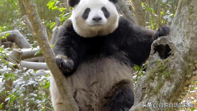 熊猫：真实存在的上古恐惧，为什么只有人类觉得大熊猫很可爱？