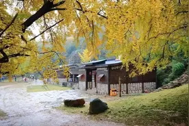 湖北随州立法保护古银杏树图片