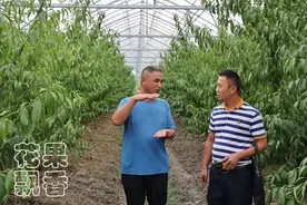 疫情影响，消费不振，这家果园的桃子凭什么涨了20元/盒？图片