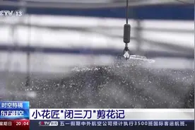 小盆景大产业 小花匠“闭三刀”剪花记图片
