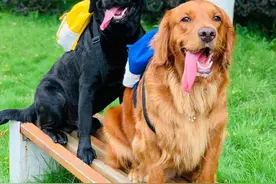 金毛和拉布拉多谁更好？对比后，一目了然图片