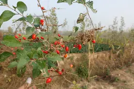 野生的枸杞能吃吗？有什么营养价值？图片