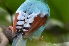 560张鸟儿高清图之鸣禽（二）图片