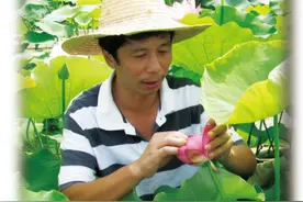 广西覃塘莲藕产业发展调研报告图片