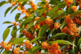 这花特好养活，插个枝条就能活，秋天开满小香花图片