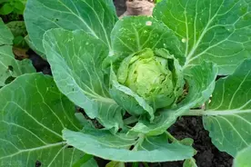 菜青虫、钻心虫、吊丝虫治不住？记住4个配方再难打的虫也能搞定图片