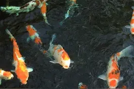 养锦鲤为什么要放盐？图片