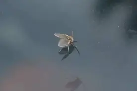 你家厕所里有这种小飞虫吗？它发起飙来医生也怕，教你3招消灭它图片