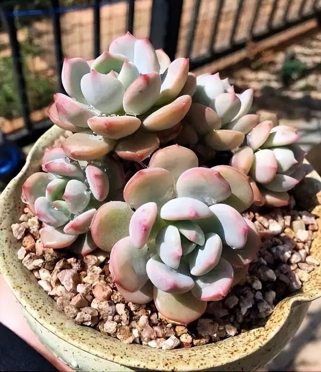 270种常见多肉图谱，一分钟认全！