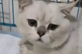 男子把骨折小猫遗弃在宠物医院门口，店主：治疗后为小猫找领养人图片