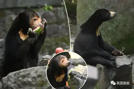 中国动物园的一头熊火爆全球！国外网友：它到底是熊还是人？！图片