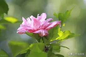 夏至节气之花木槿八首：槿花亦可浮杯上，槿艳繁花满树红图片