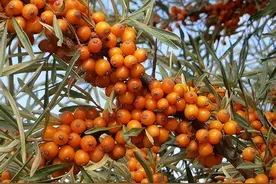 沙棘：安全和营养的报告分析，对脑健康有益么？图片