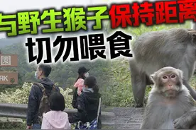 港男被猴子抓伤后病重，港府该管管猴子了......图片
