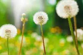 蒲公英是幽门螺杆菌的“克星”？这份杀菌宝典值得一阅图片