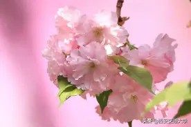 交大樱花，开了！图片
