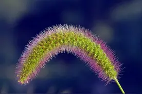 “狗尾巴草”是个宝，用它来煮水喝，或对身体大有益处图片