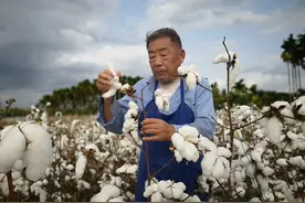“感动河北”年度人物评选｜棉痴赵国忠：44年“候鸟”生涯 只为种出最好棉花图片