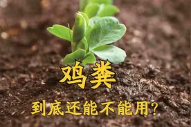 “鸡粪”以前是好肥料，为何现在使用要谨慎，网友：鸡吃的变了图片