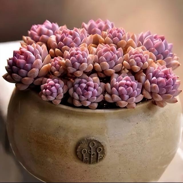 270种常见多肉图谱，一分钟认全！