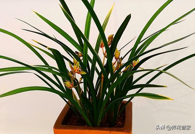 兰花寓意及花语是什么（十种常见的兰花花语）