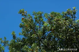 太湖边采杨梅原来可以这么玩，打卡大浮杨梅，你应该做的五件事情图片