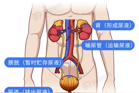 喝水过多与喝水过少，哪个危害大？不想伤肾，3种喝水方式要避免图片